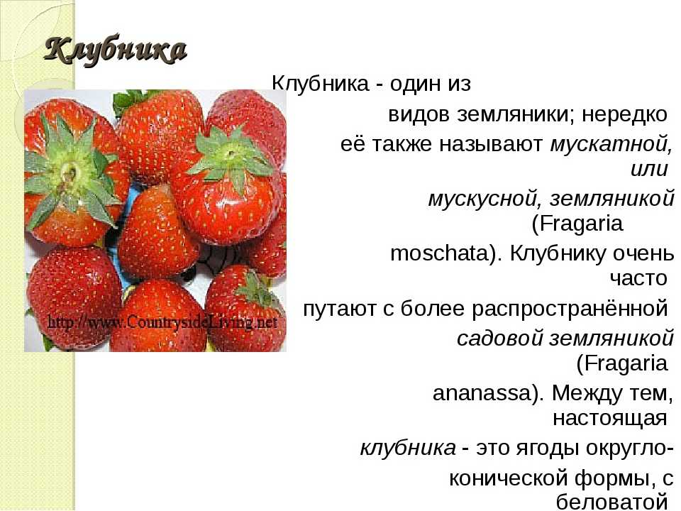 Главные отличия земляники от клубники. учимся правильно отличать клубнику и землянику по внешним и вкусовым качествам - автор екатерина данилова - журнал женское мнение