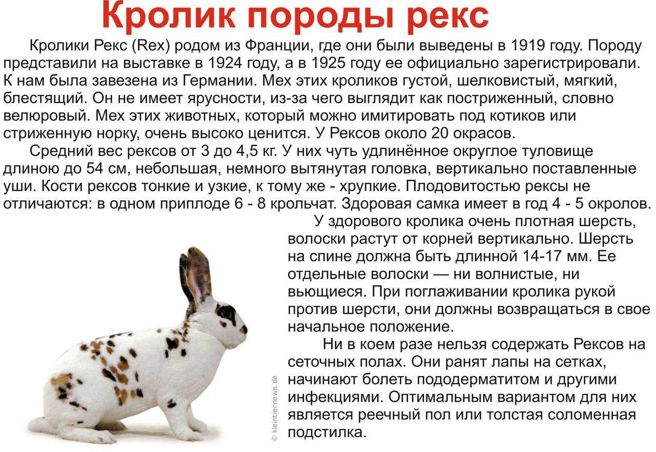 Породы кроликов