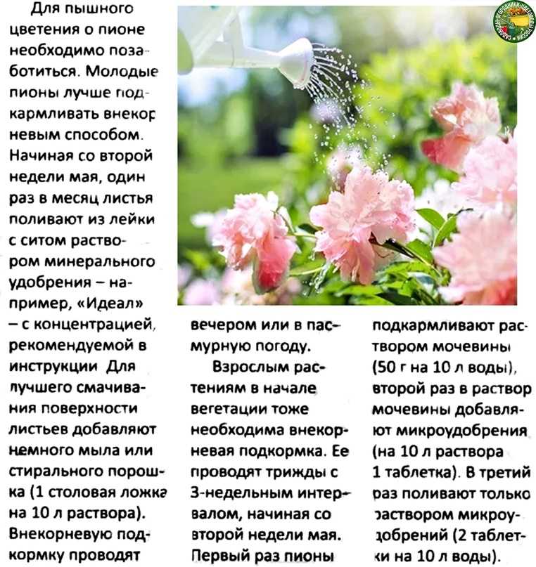 Виды цветов пионов: особенности и характеристики сортов с фото, выбор грунта для посадки цветка и способы размножения, как защитить от болезней