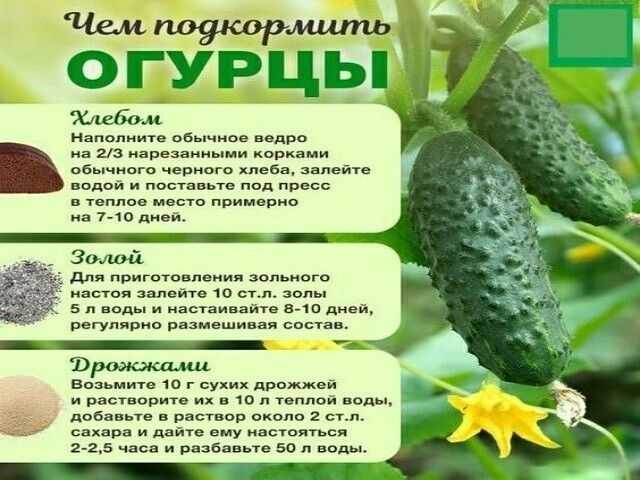 5 эффективных органических подкормок для огурцов