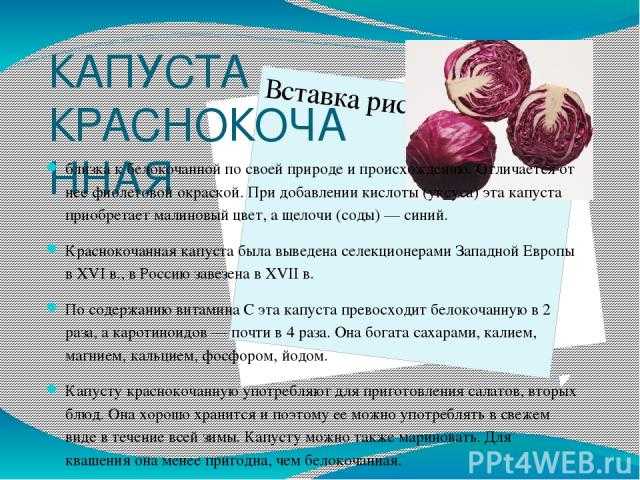 Красная капуста выращивание и уход