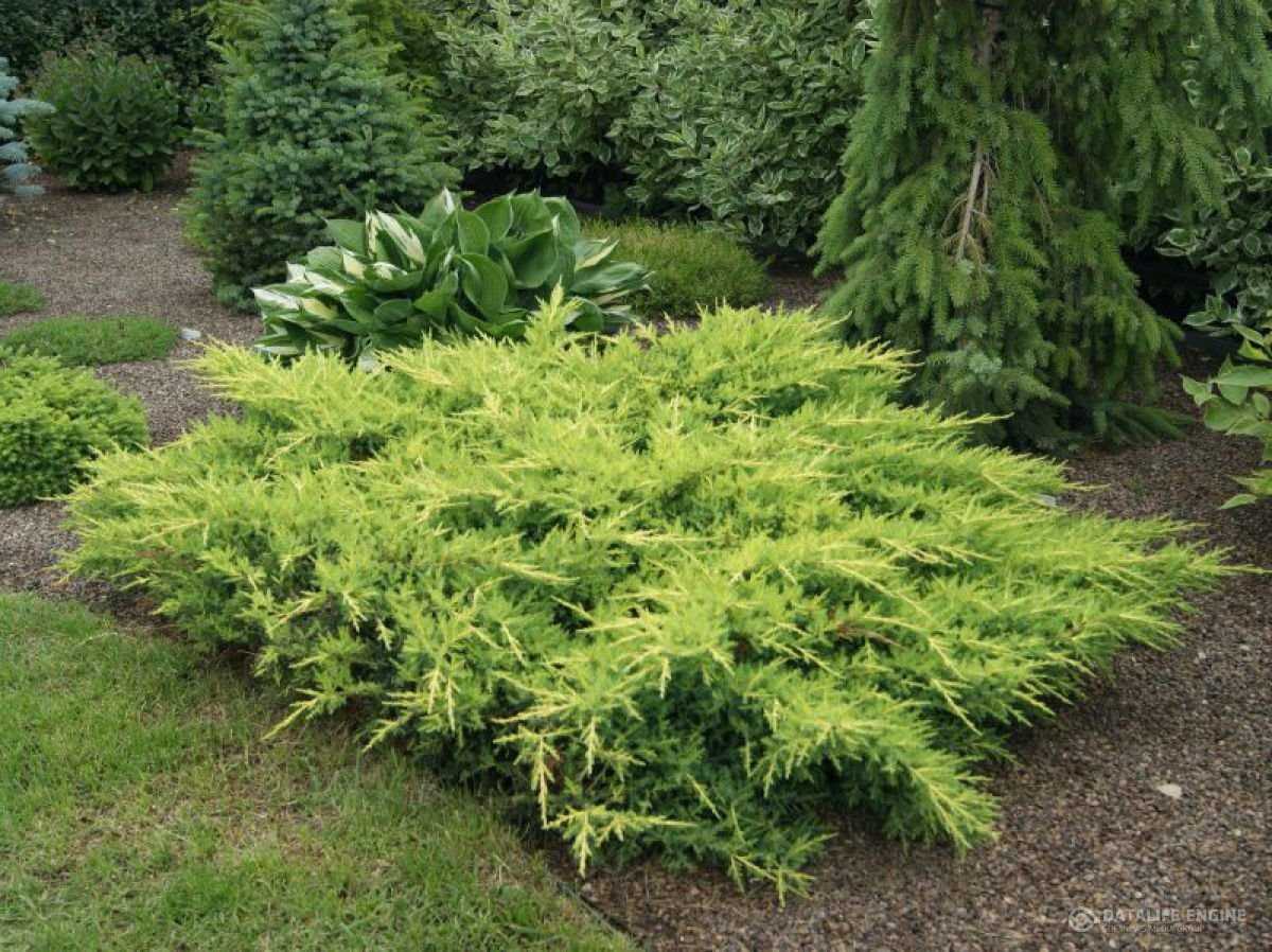 Можжевельник средний (пфитцериана, juniperus pfitzeriana): описание сорта, фото, отзывы