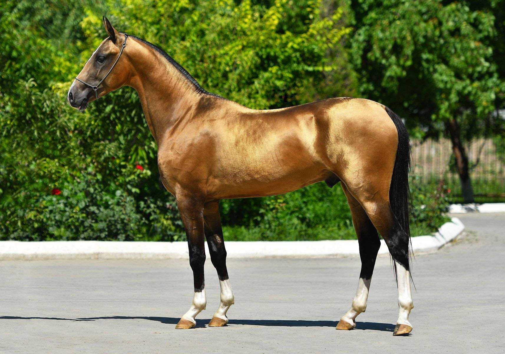 Ахалтекинская лошадь (akhal-teke breed) фото и история породы