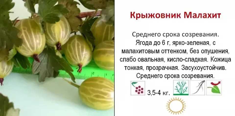 Описание крыжовника сорта «краснославянский»: характеристики, фото, отзывы садоводов