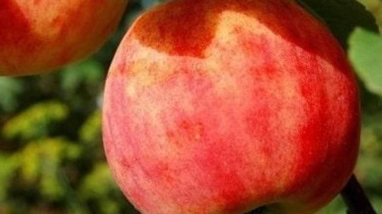 Сорт яблони горнист – описание, фото