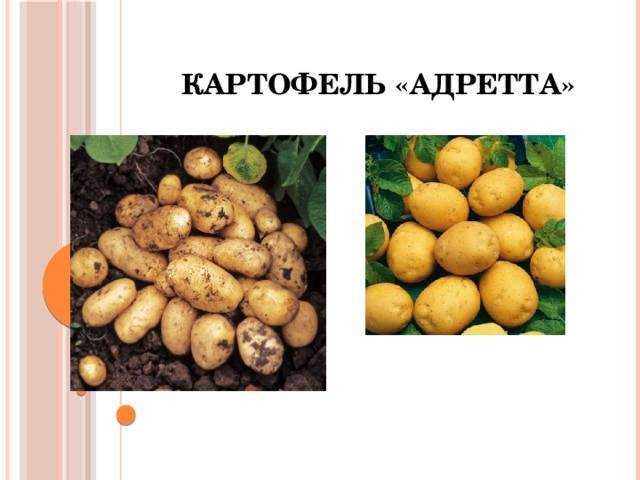 Как вырастить на садовом участке картофель адретта?