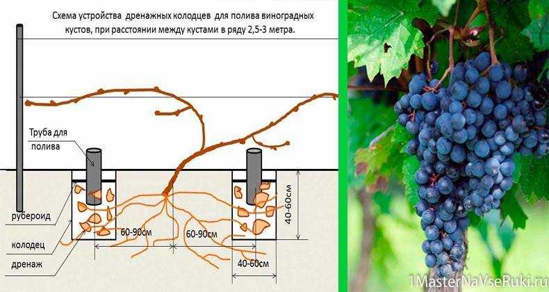Виноград амурский: описание сорта, характеристики, отзывы