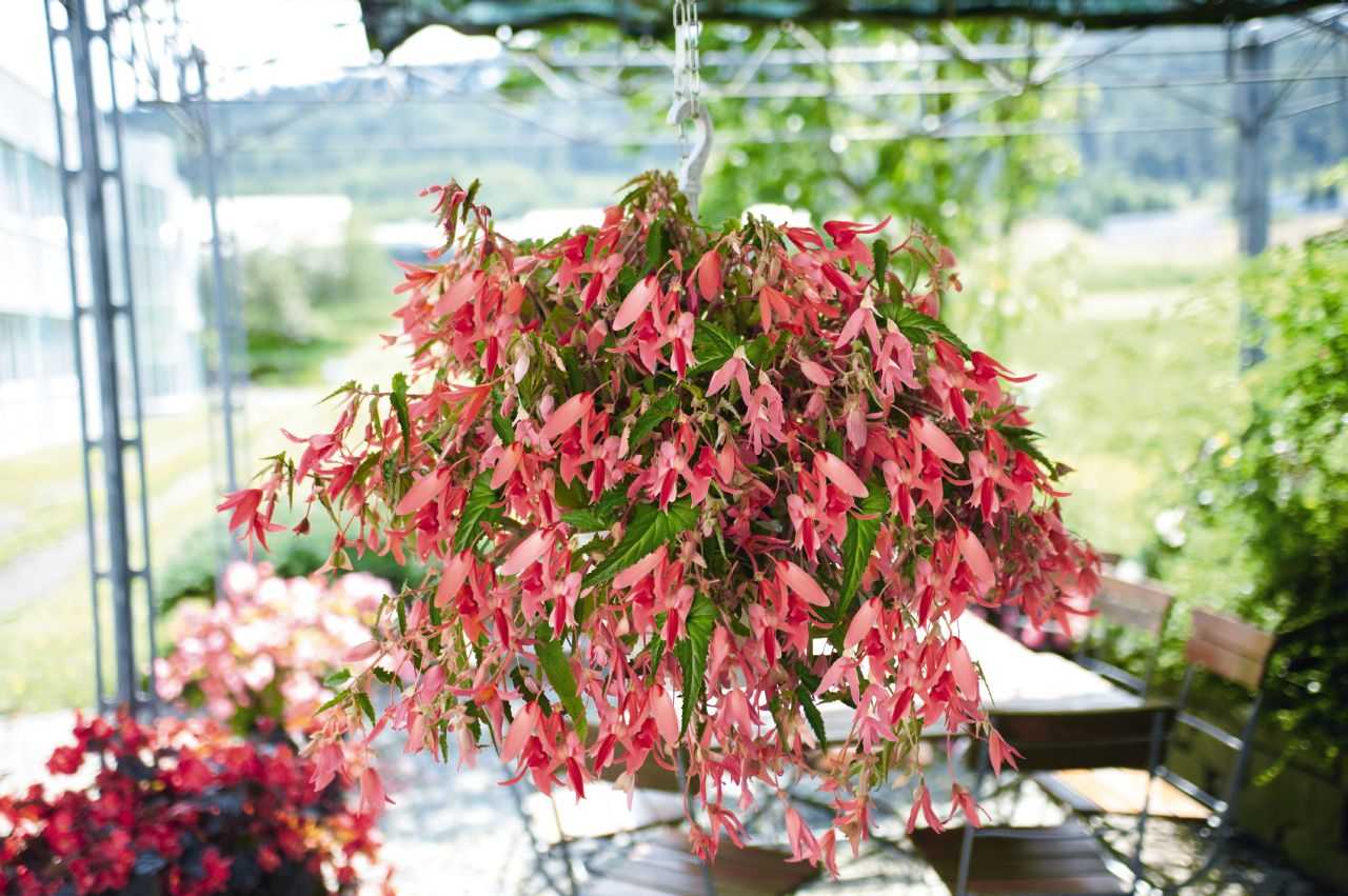 Бегония Аскот Броунз Пинк (Ascot Bronze Pink) - описание сорта, саженцы, фото и характерные особенности