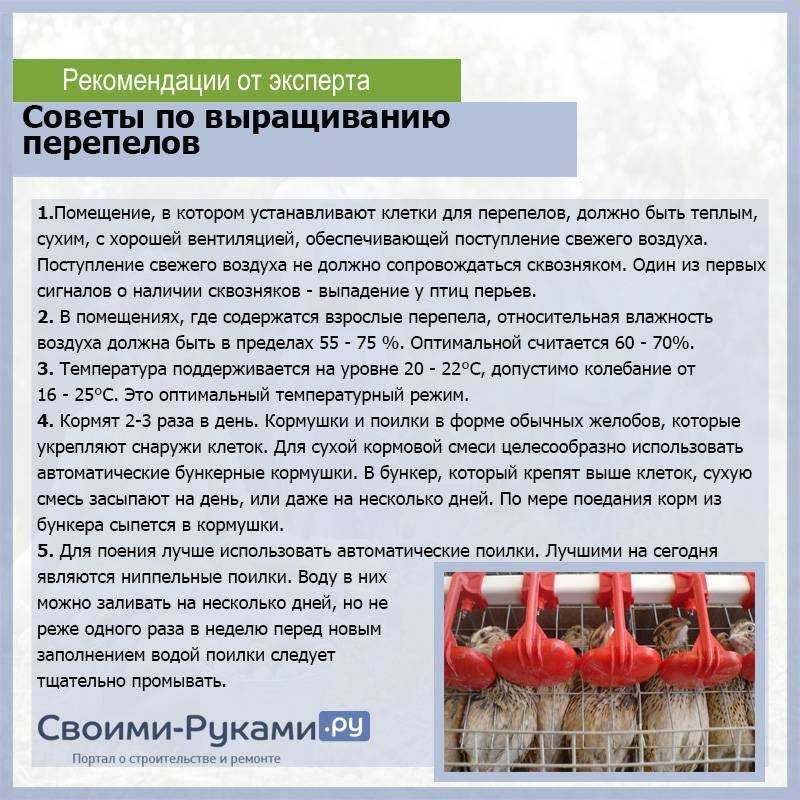 Разведение перепелов в домашних условиях для начинающих