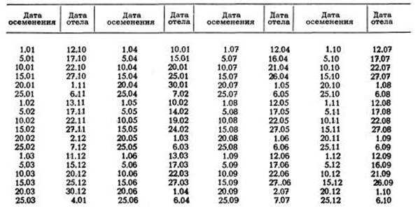 Как рожает корова: по каким признакам определяют отёл коровы
