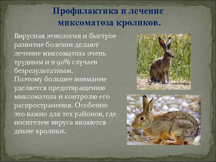 Миксоматоз у кроликов: как проявляется, чем лечить? миксоматоз у кроликов: можно ли есть мясо?