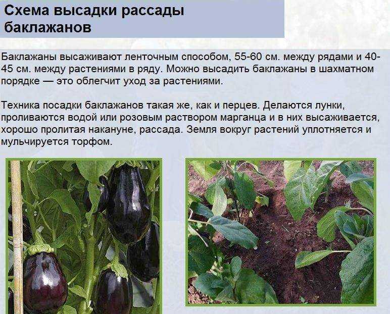 Баклажаны – как и когда сажать в 2023 году?