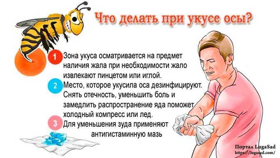 Чем полезен укус пчелы: польза и вред апитерапии, как лечиться?