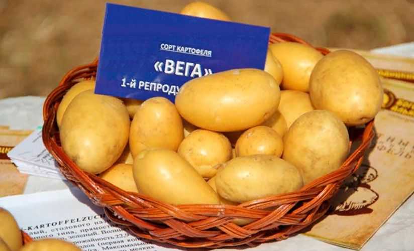 Характеритика и описание картофеля “малиновка”