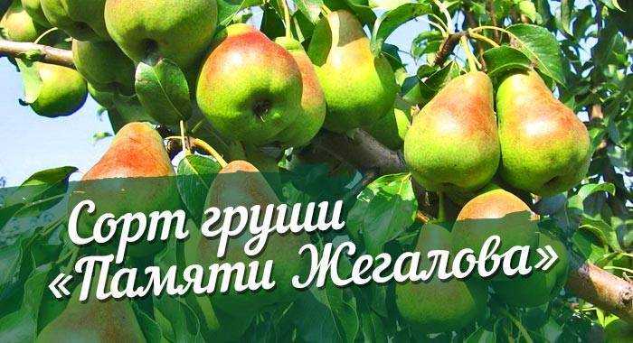 Груша перун: описание сорта, характеристика плодов, виды, сроки и технология проведения обрезки, особенности выращивания, отзывы