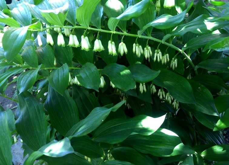 Купена лекарственная – как выглядит растение, почему его применение может быть опасным, от чего лечит и как с ее помощью избавиться от пигментных пятен на лице?