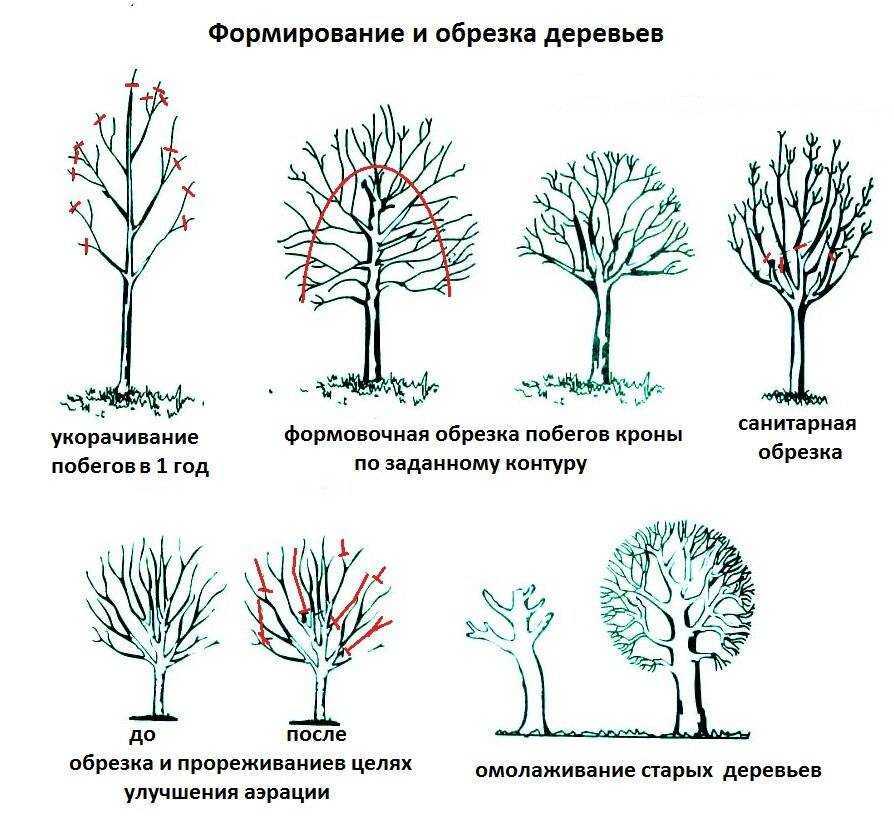 Как выбрать садовый кусторез: ручной, электрический, аккумуляторный или бензиновый