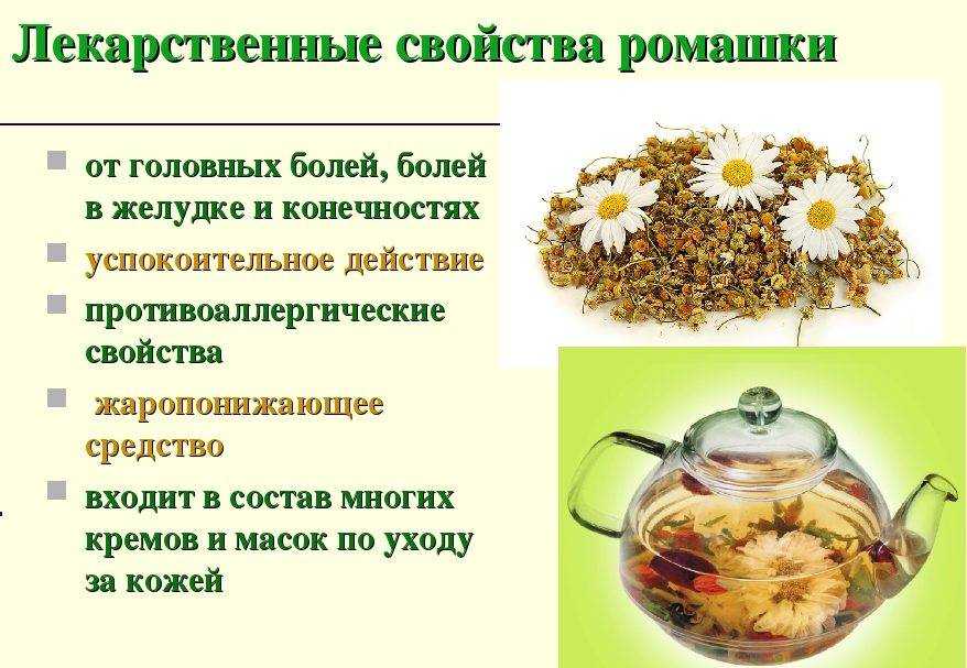 Ромашковый чай. польза и вред продукта для организма, противопоказания к применению