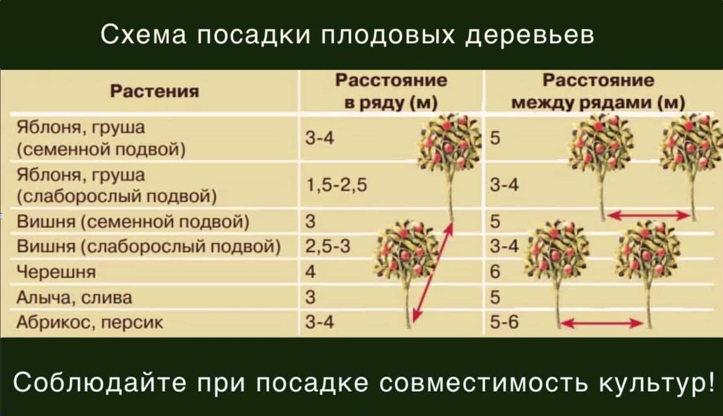 Как и на какую глубину сажать лук-севок весной