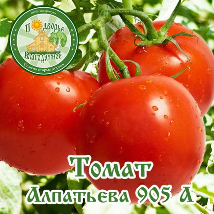 Томат "алпатьева" 905 а: описание сорта помидор, сроки выращивания, фото созревших плодов и помидорных кустов