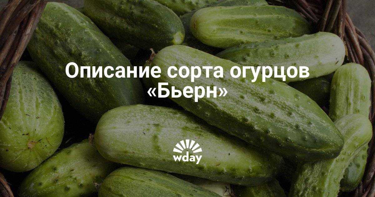 Огурец бьерн f1: описание сорта, фото, рекомендации по выращиванию