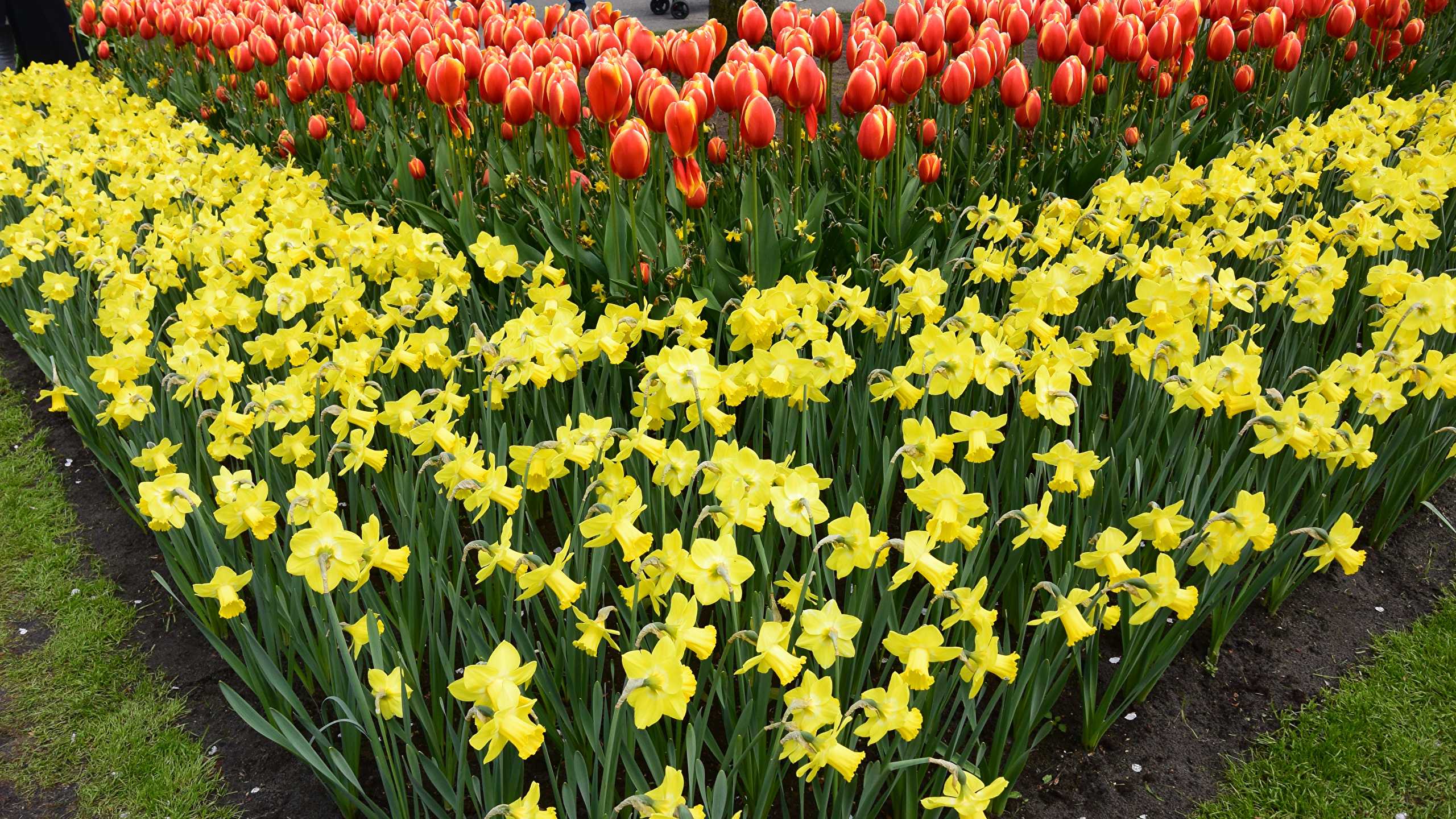 Тюльпаны – выращивание и уход