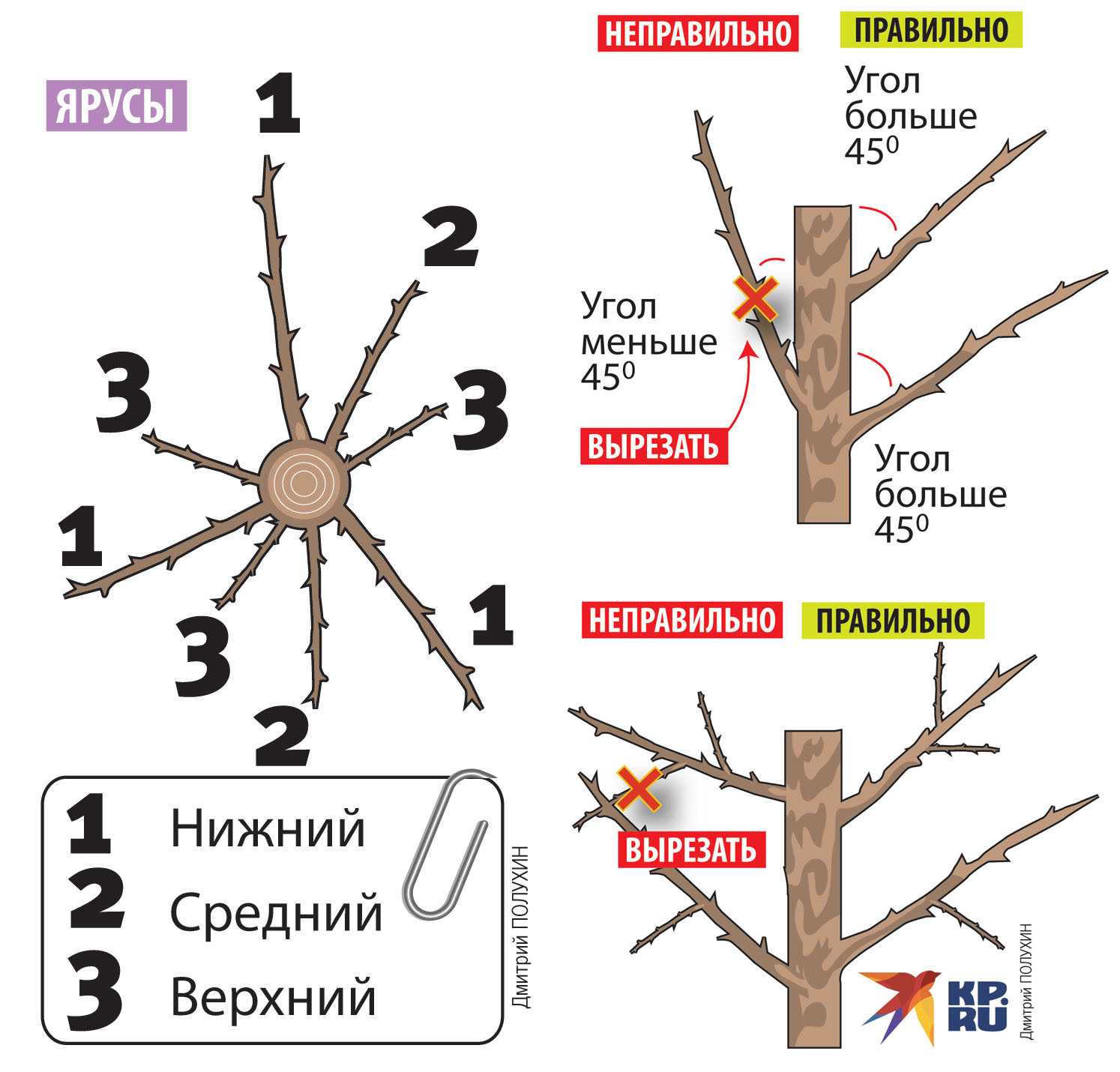 Правила обрезки яблонь в летнее время года