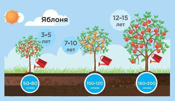 Весенний уход за яблонями по правилам
