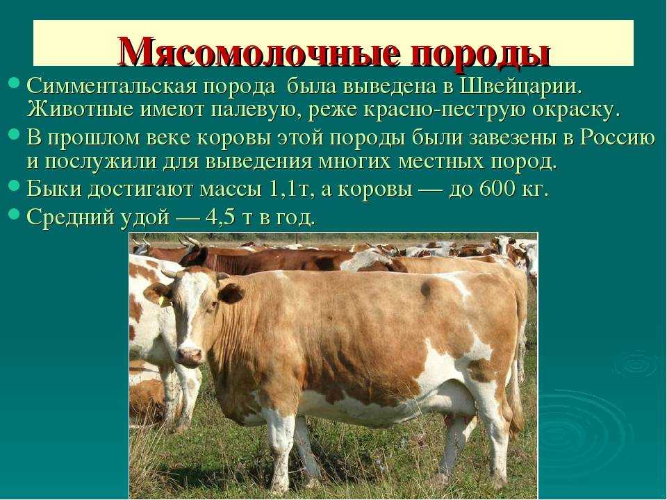 Красная степная порода коров: характеристики и описание