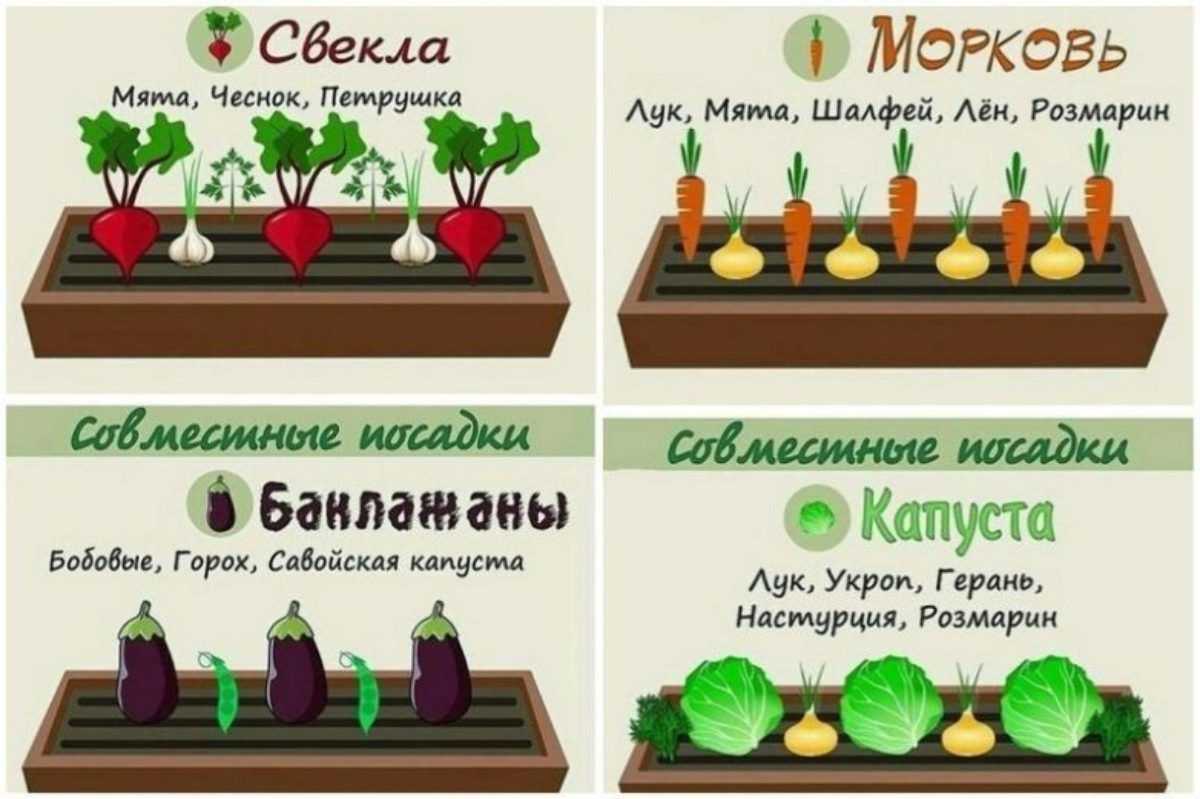 ᐉ как поменять цвет гортензии народными средствами - godacha.ru
