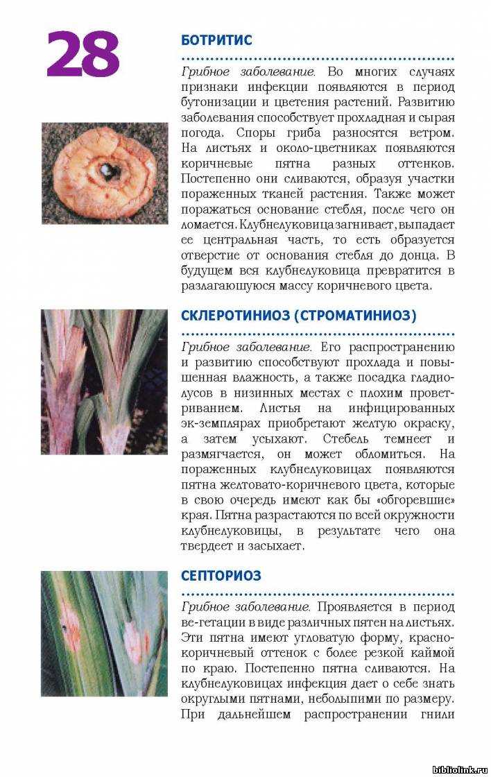 Гладиолусы желтеют и сохнут листья