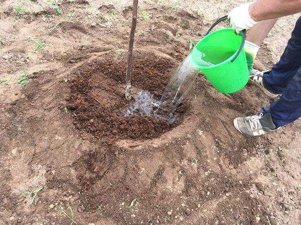 Весенняя пересадка сливы