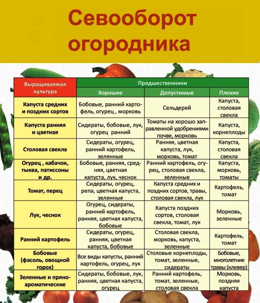 Что можно сажать после лука и чеснока, таблица севооборота. - фермер без хлопот