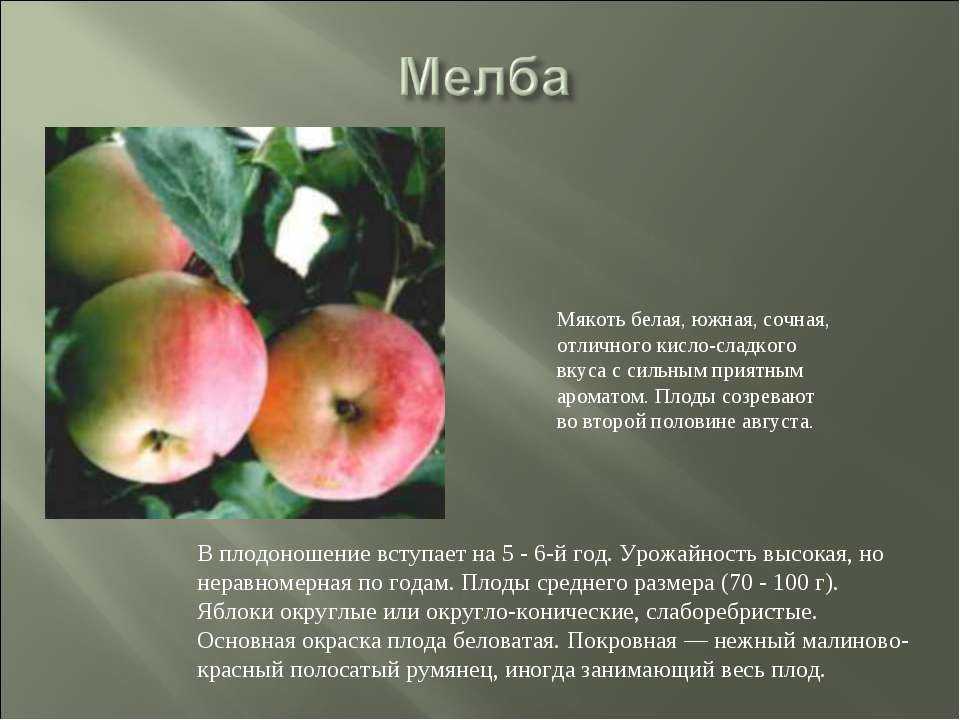 Яблоня морозоустойчивая глостер