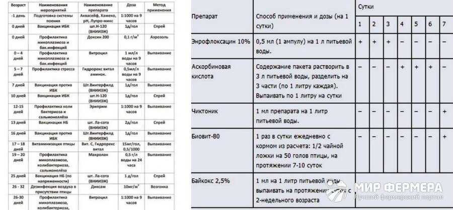 Что делать, если бройлеры начали чихать и хрипеть?