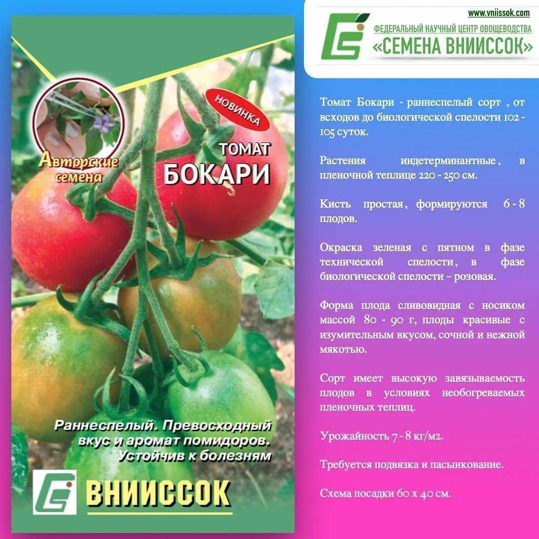Томат великосветский f1: характеристика и описание сорта от фирмы партнер, отзывы тех кто сажал семена помидоров об их урожайности, фото куста любаша малиновая империя | сортовед