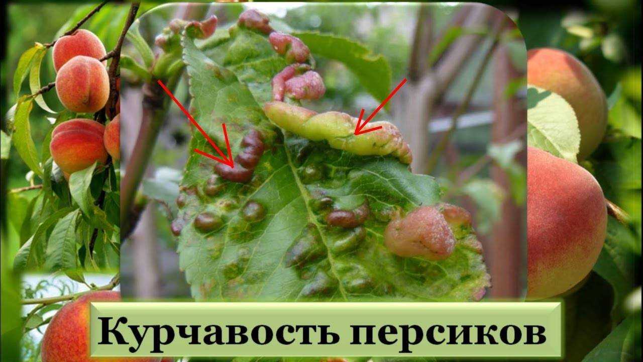 У персика краснеют и скручиваются листья: что делать, как защитить