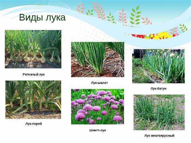 Сорта многолетнего лука на зелень ?: какой лук лучше сажать на зелень, сорта зеленого лука, разновидности, фото с описанием, выращивание, виды | qlumba.com