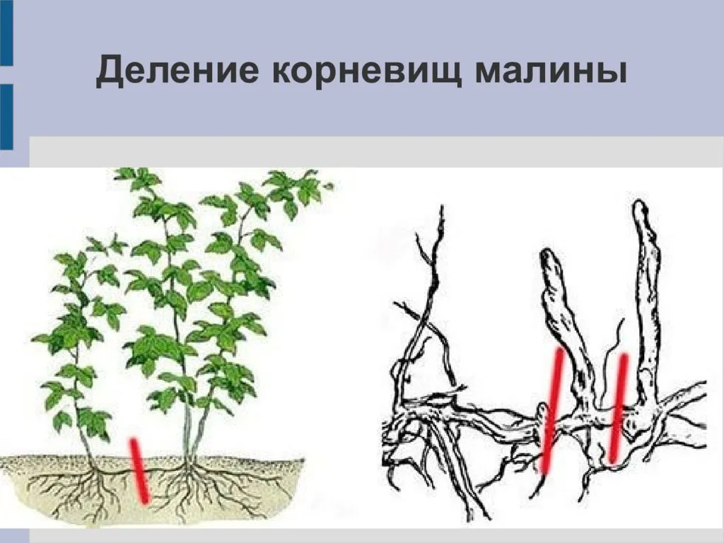 Как размножить малину: черенками, отпрысками, делением куста