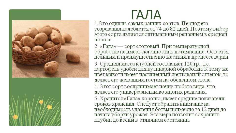 Картофель армада: характеристики сорта в таблице, сравнение, уход