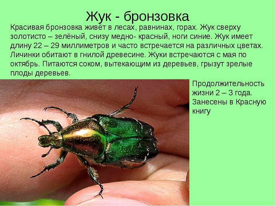 Садовые клопы: подробно о вредных и полезных насекомых с фото