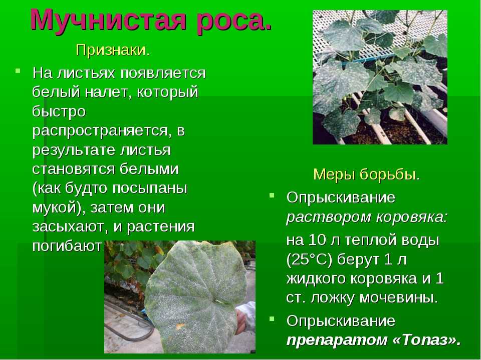 Болезни кабачков в открытом грунте и борьба с ними, фото