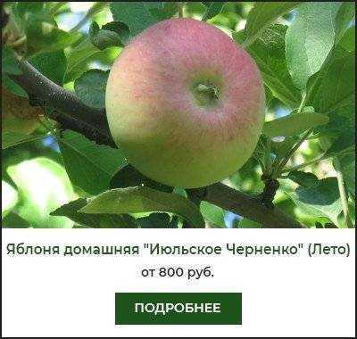 Яблоня июльское черненко: описание сорта и фото, особенности и характеристики selo.guru — интернет портал о сельском хозяйстве