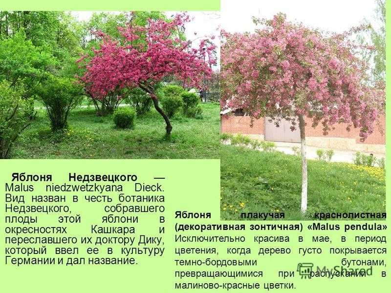 Яблоня приземленное: описание и основные характеристики сорта
