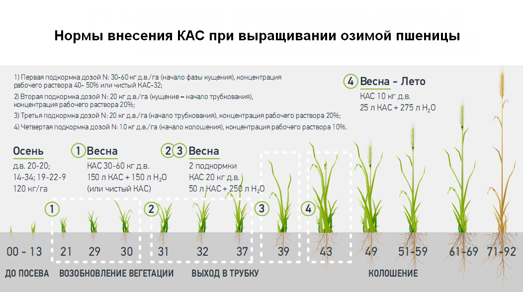 Клевер