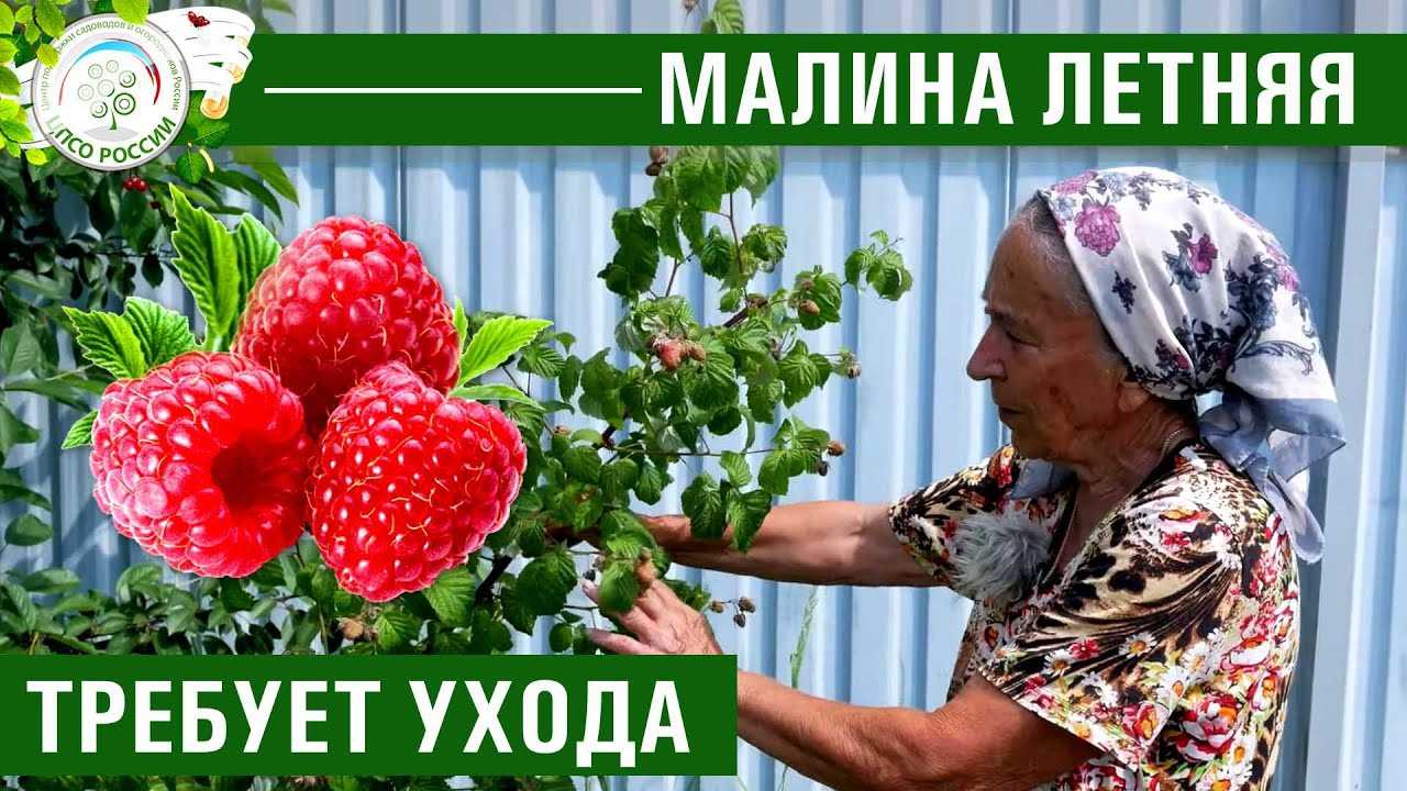 Как ухаживать за малиной: особенности правильного ухода, когда весной вносить подкормку