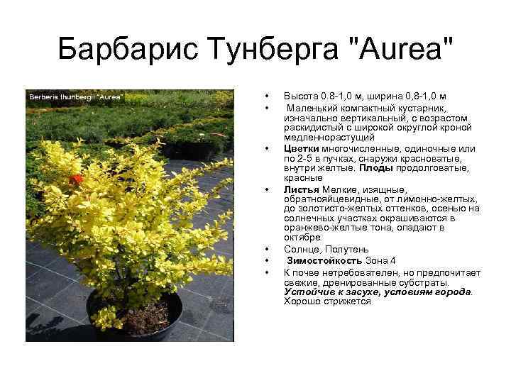 Барбарис тунберга: посадка и уход, описание сортов
