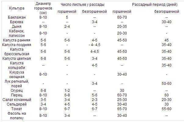 Как посеять семена помидор в открытый грунт. посев томатов из семян на грядке
