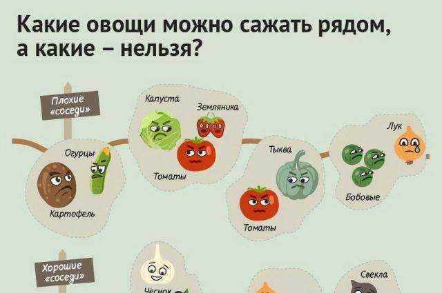 Что можно сажать после клубники на следующий год