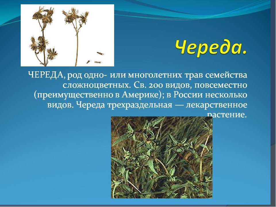 Трава костер безостый: описание, фото, применение, выращивание, нормы высева, заготовка